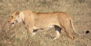 Lioness East Africa Safari (c) trekMountains
